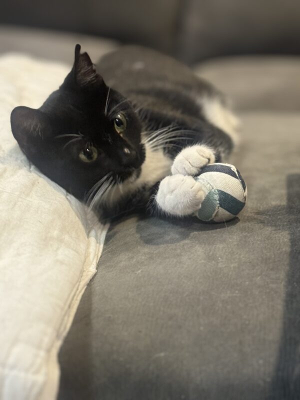 Sesame - affectionate little companion - Image 2