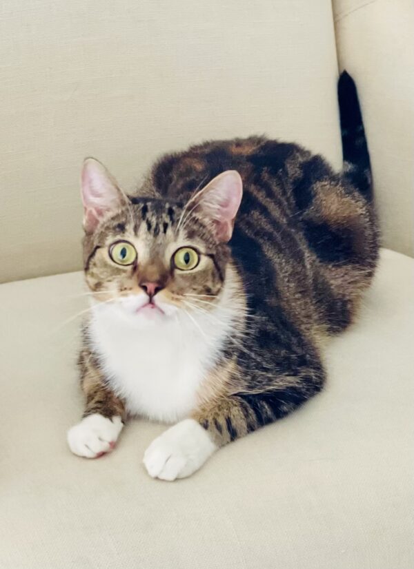 Pebbles - super friendly people cat - Image 2