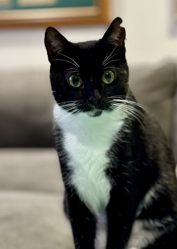 Sesame - affectionate little companion - Image 5
