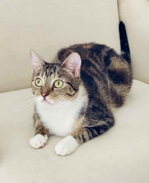 Pebbles - super friendly people cat - Image 3