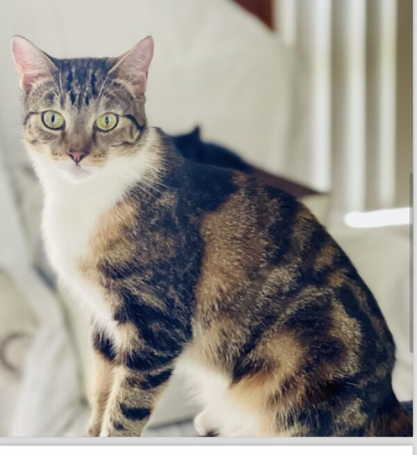 Pebbles - super friendly people cat - Image 4