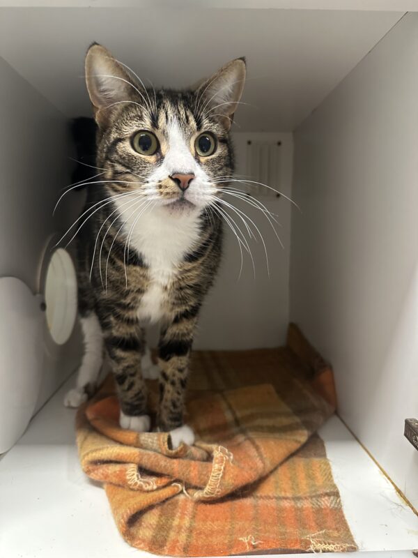 Billy - come play fetch! - Image 4
