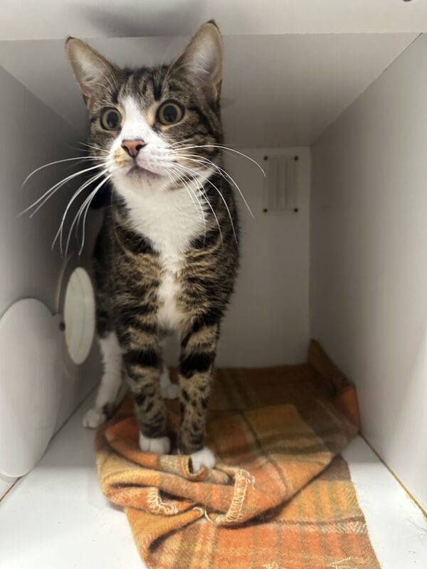 Billy - come play fetch! - Image 2