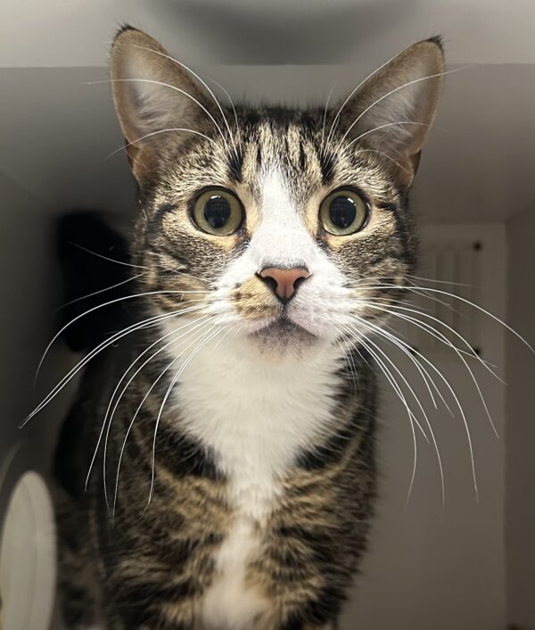 Billy - come play fetch!