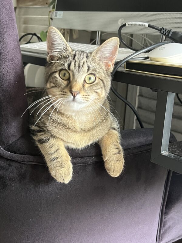 Luna - affectionate and easygoing kitten - Image 2