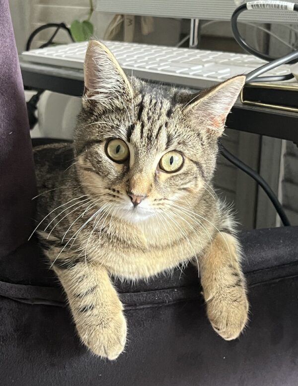 Luna - affectionate and easygoing kitten