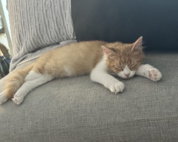Janet - playful little companion - Image 4