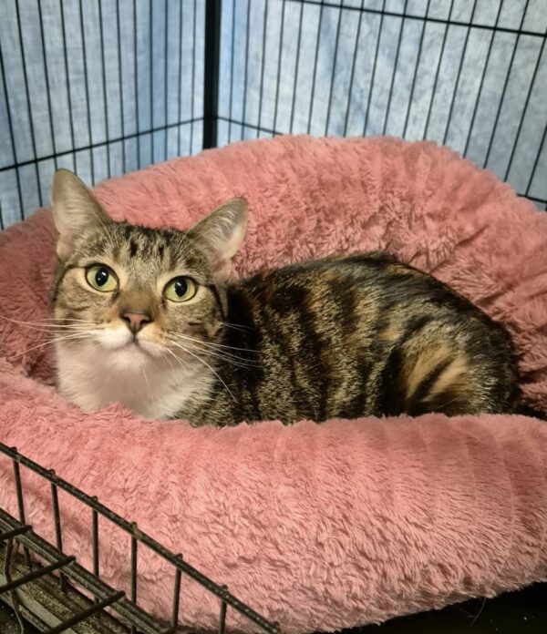 Pebbles - super friendly people cat