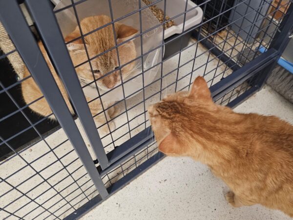 Tigger - big soft ginger boy - Image 4