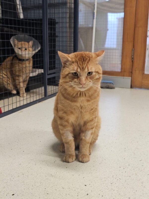 Tigger - big soft ginger boy - Image 3