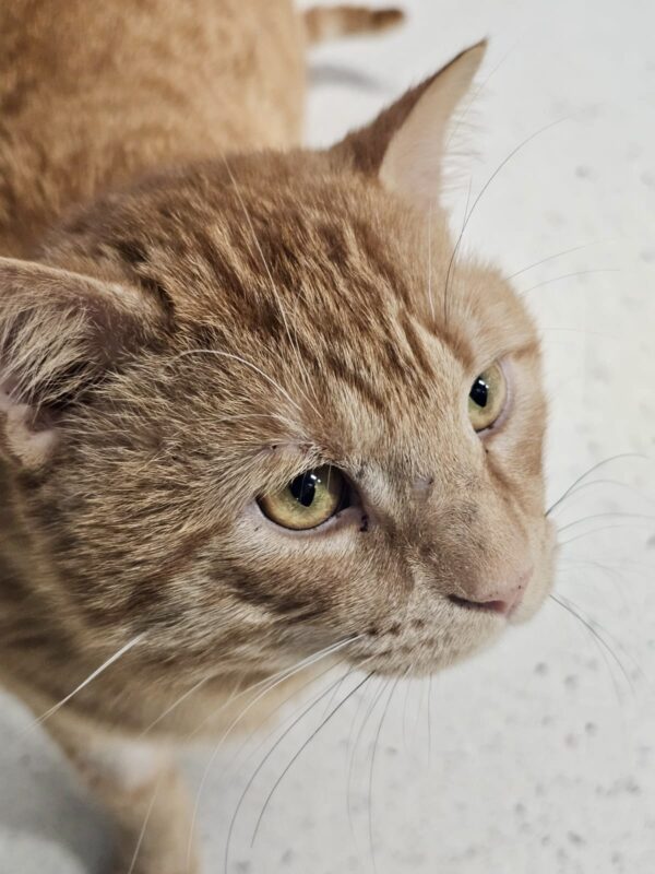 Tigger - big soft ginger boy - Image 5