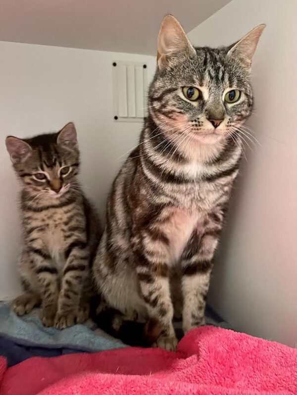 Axel - adorable tabby kitten - Image 3
