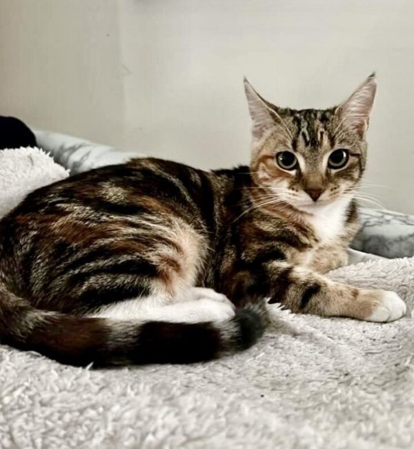 Ivy - sweet kitten