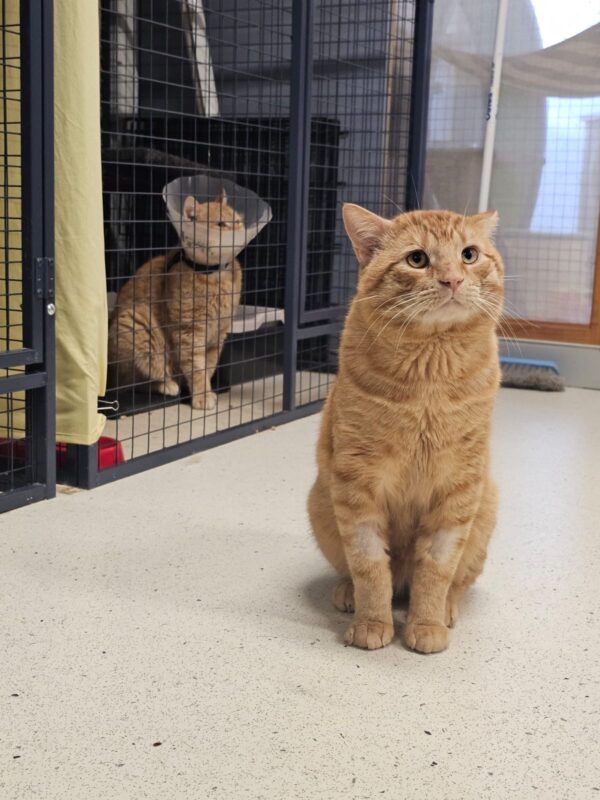Tigger - big soft ginger boy - Image 2