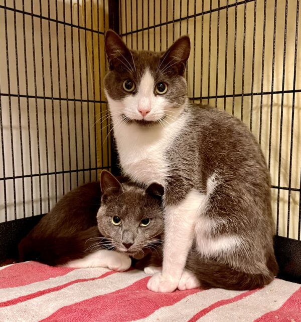 Magnus & Sterling - bonded brothers
