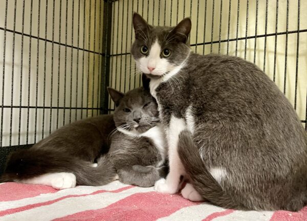 Magnus & Sterling - bonded brothers - Image 4
