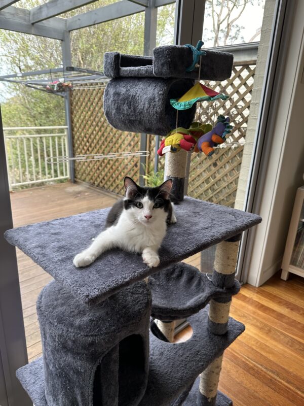 Peter - roly poly purr monster - Image 3