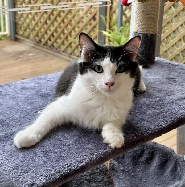 Peter - roly poly purr monster