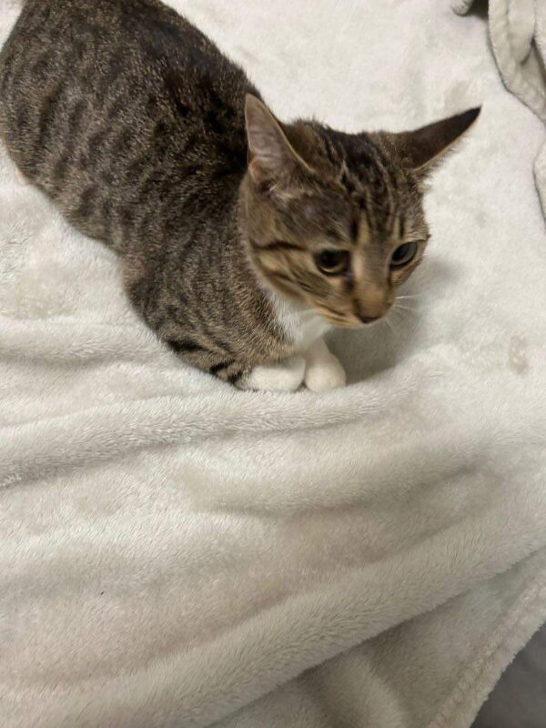 Fiona - beautiful tabby kitten - Image 3