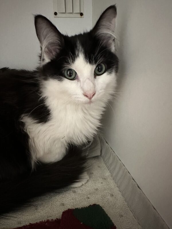 Peter - roly poly purr monster - Image 2
