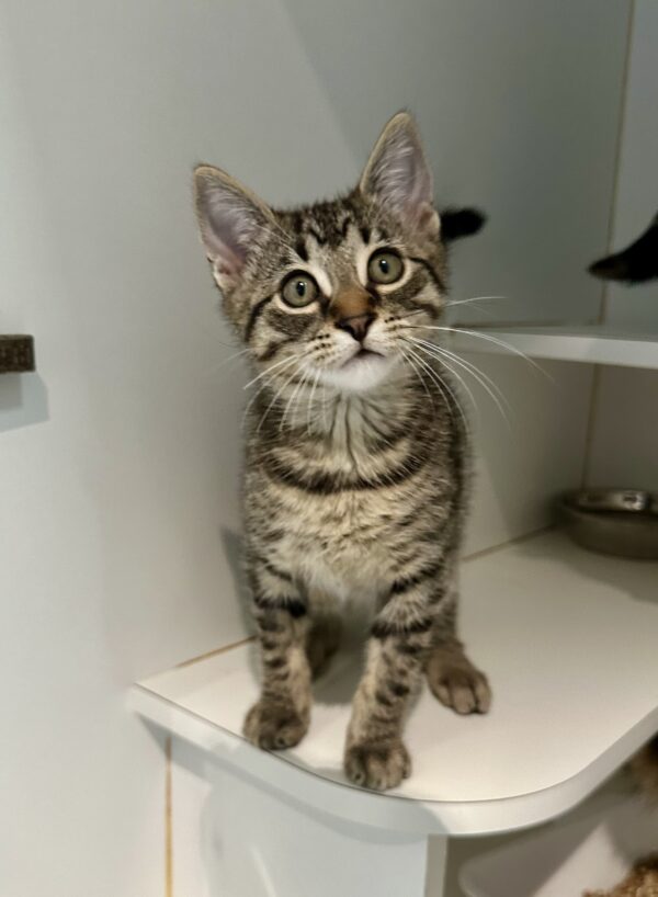 Axel - adorable tabby kitten - Image 2