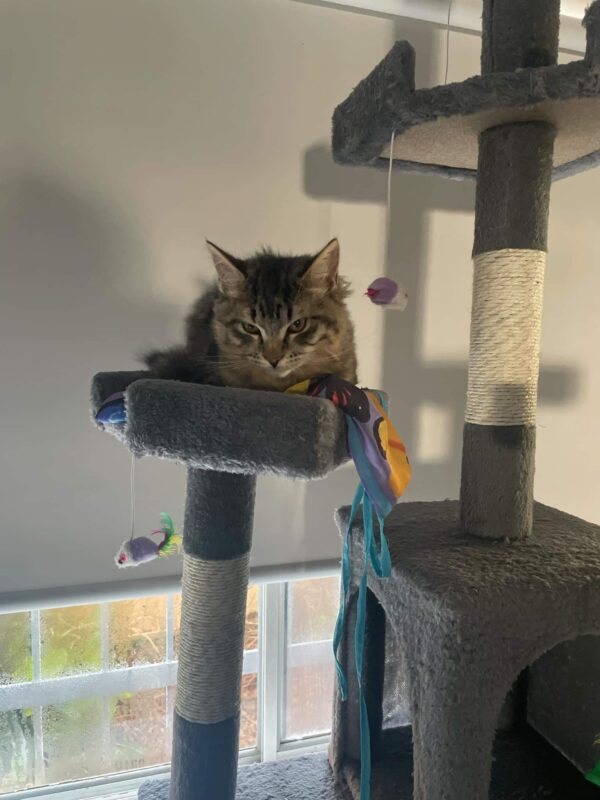 Pedro - gentle and affectionate lap kitten - Image 4