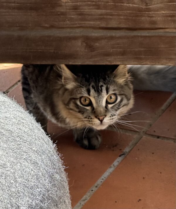 Pedro - gentle and affectionate lap kitten - Image 2