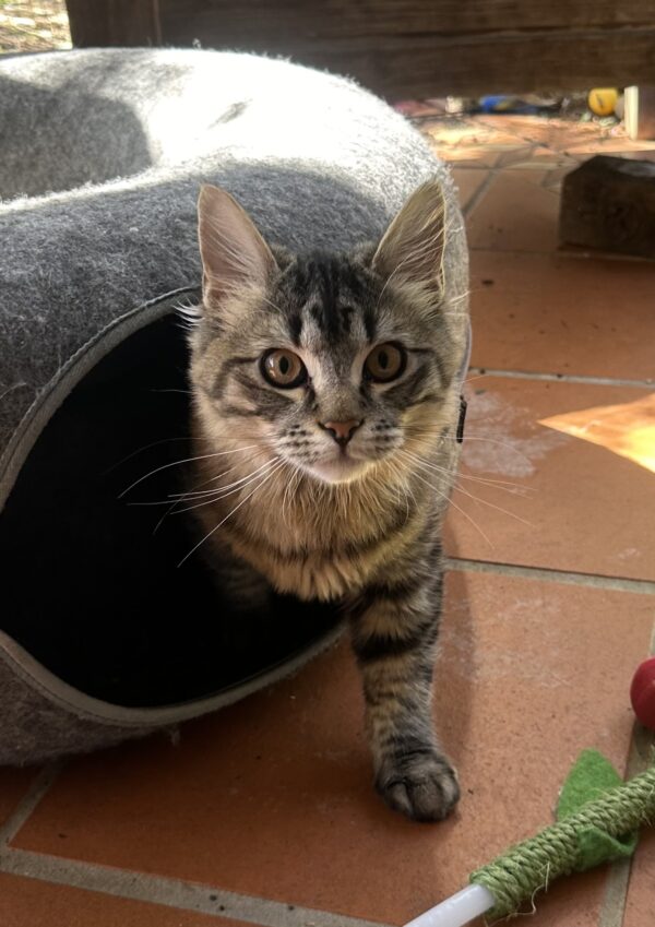 Pedro - gentle and affectionate lap kitten