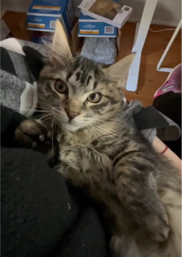 Pedro - gentle and affectionate lap kitten - Image 3