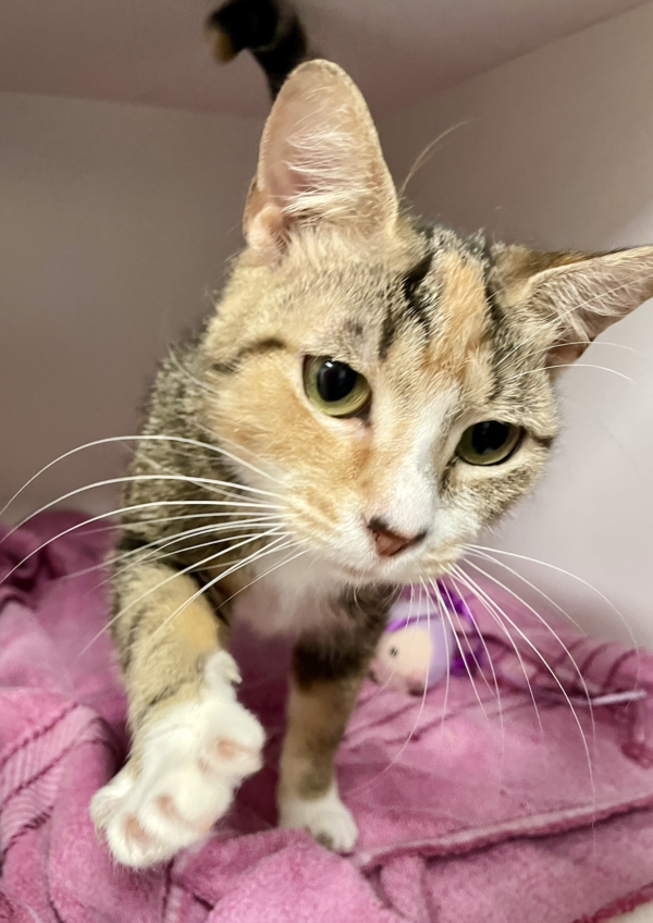 Rosina - affectionate and shy