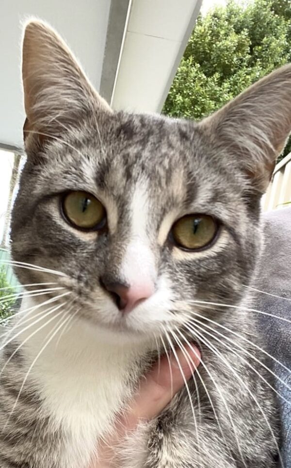 Simba - playful and energetic