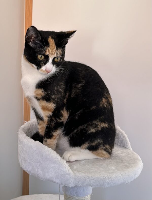 Jenni - curious and affectionate kitten