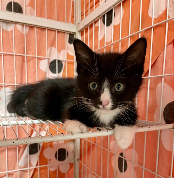 Vince - sweet and playful