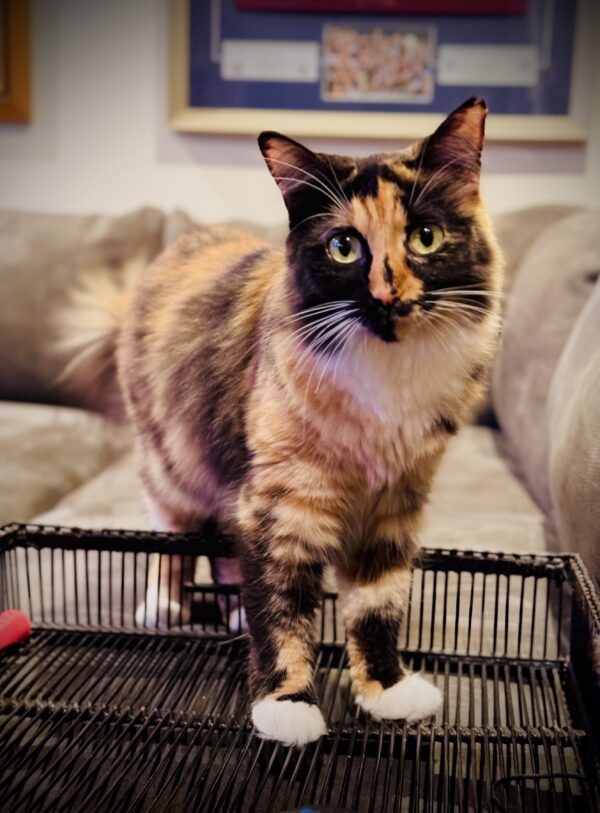 Sara - shy lap cat - Image 2