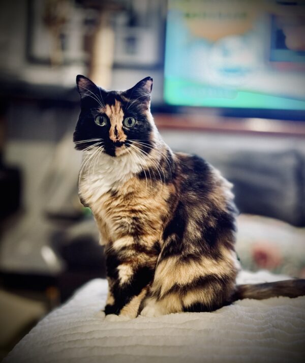 Sara - shy lap cat - Image 3