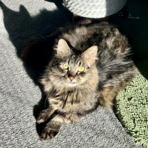 Billy - playful companion