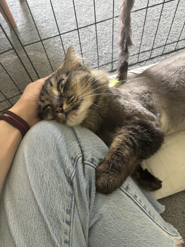Billy - playful companion - Image 2