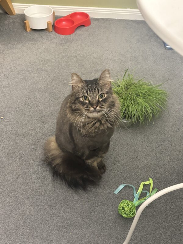 Billy - playful companion - Image 4