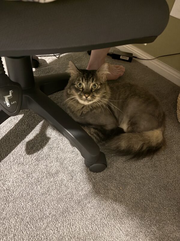 Billy - playful companion - Image 3