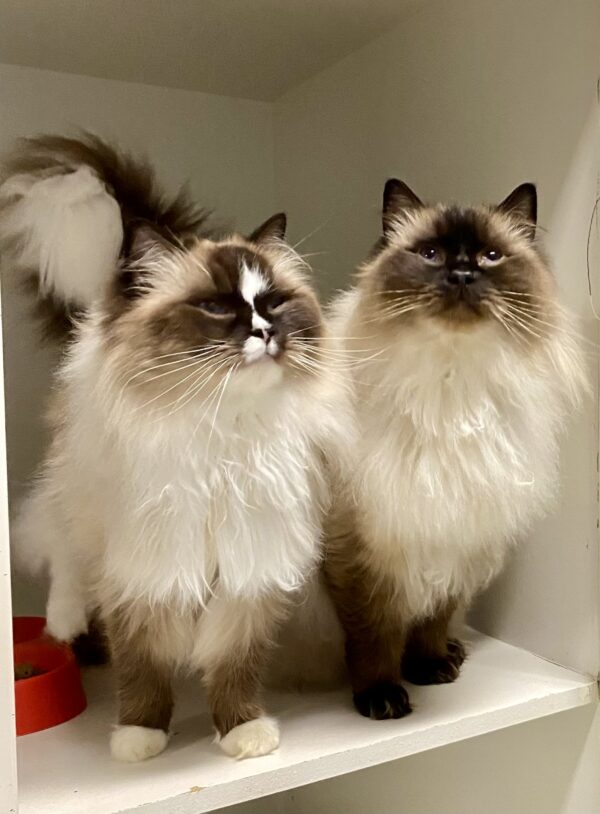 Jack and Jessie - super affectionate bonded pair - Image 2