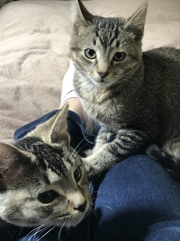 Billy and Oliver - inseparable boys - Image 9