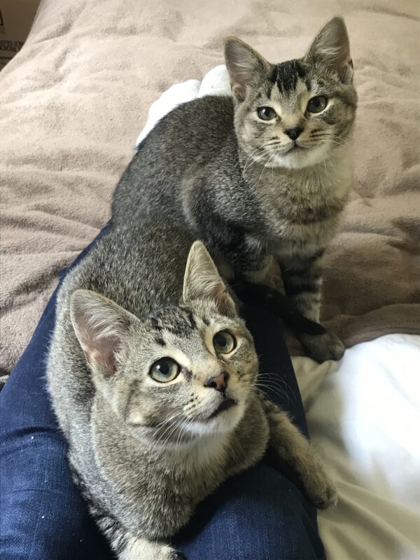 Billy and Oliver - inseparable boys - Image 2