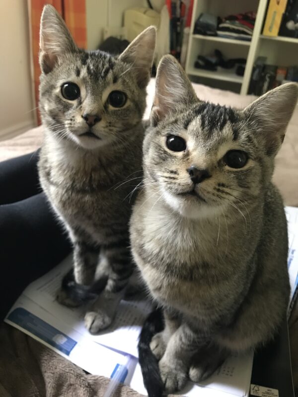 Billy and Oliver - inseparable boys