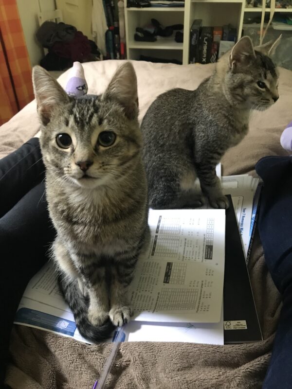 Billy and Oliver - inseparable boys - Image 3