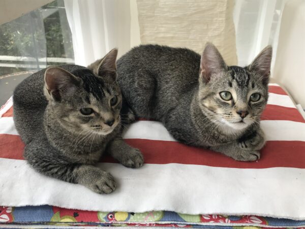 Billy and Oliver - inseparable boys - Image 4