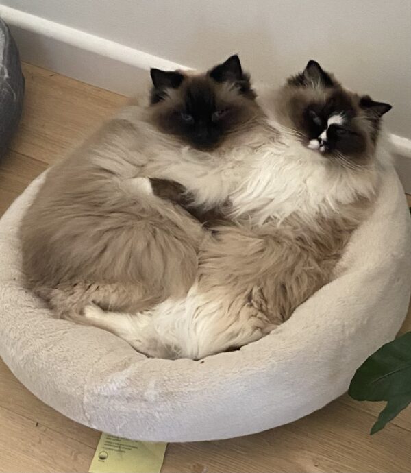 Jack and Jessie - super affectionate bonded pair