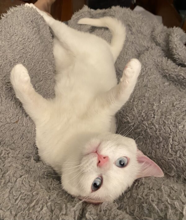 Nix - snuggly little love bug - Image 3