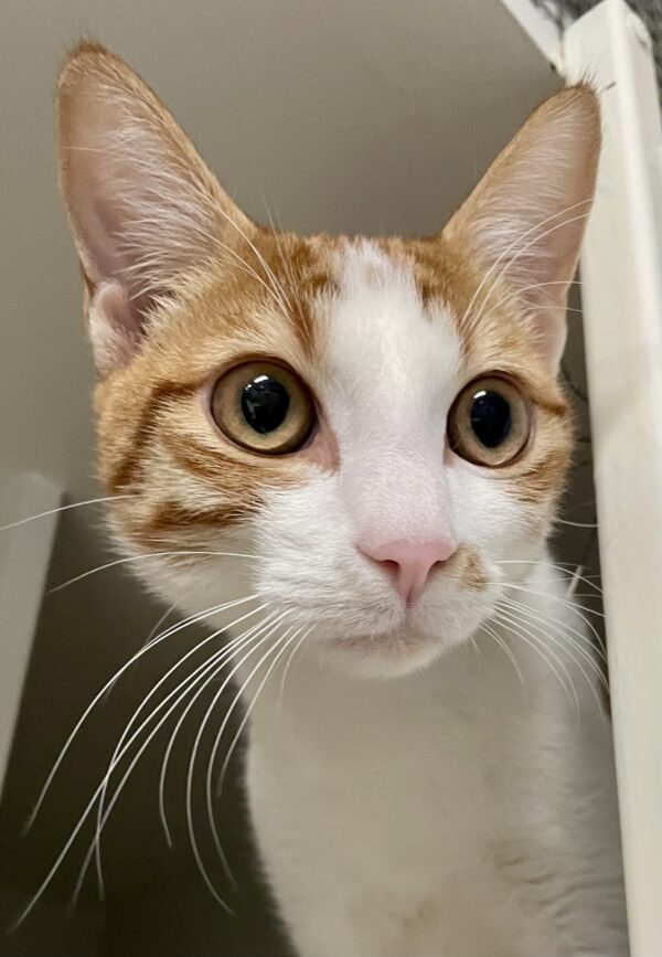 Flaco - affectionate and cuddly ginger kitten