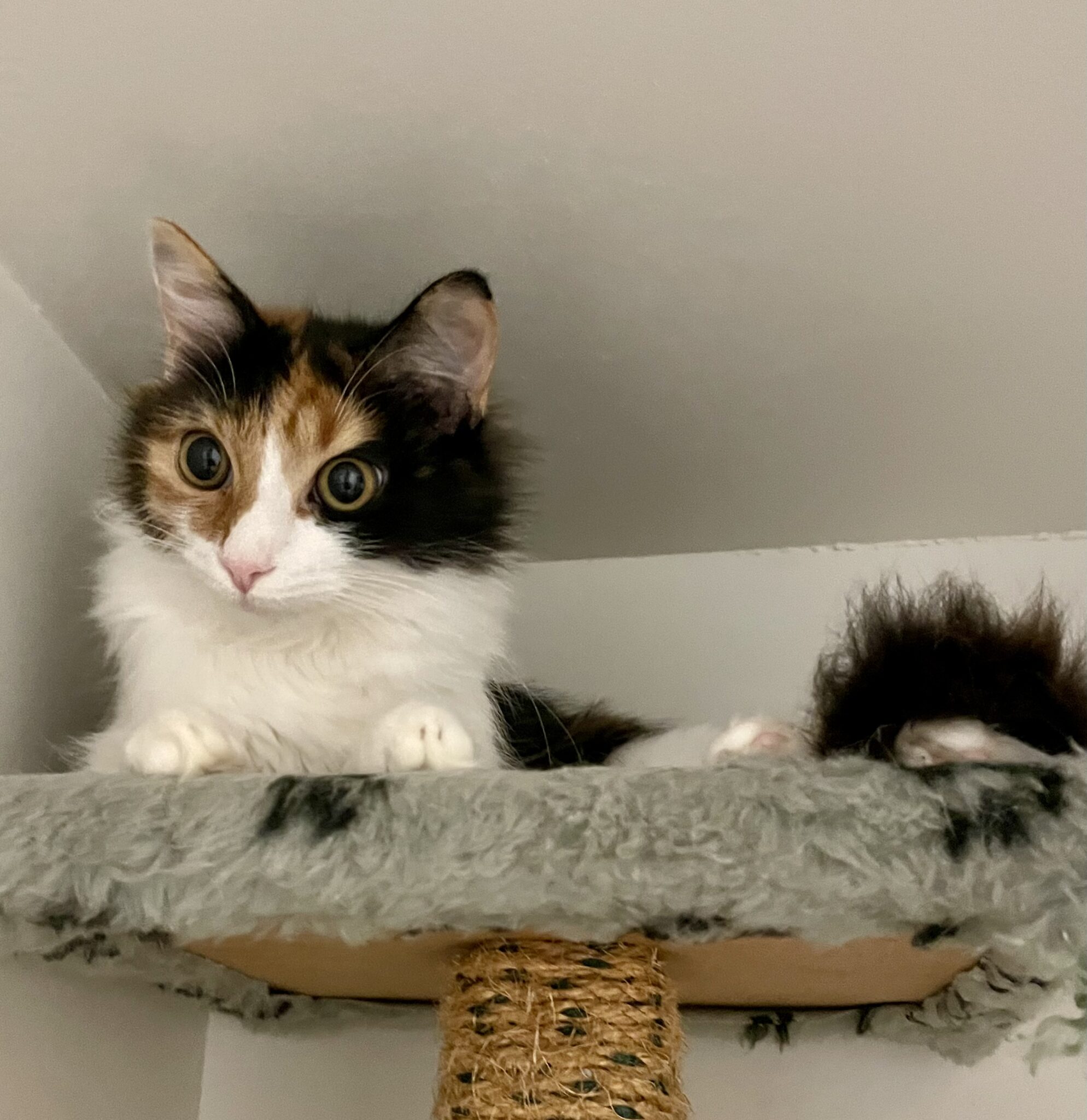 Jitterbug sweet calico kitten SAFE Rehoming