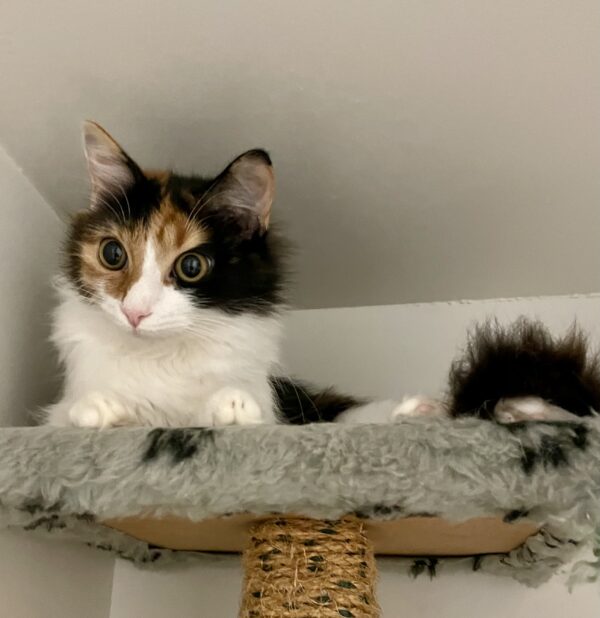Jitterbug - sweet calico kitten
